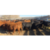 Image 4 : FA7 Ranch - 630# October Delivery Steer Calves - 100 Head (Piapot, SK)