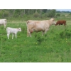 Image 2 : 6 S Feeders Inc. - 1500# October Delivery Cows - 42 Head (Moosomin, SK)