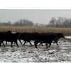 Image 8 : Long Haul Farms - 40 Exotic X April/May Calving Bred Cows (Steinbach, MB)