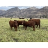 Image 2 : Ian & Bev Smith - 670# October Delivery Heifer Calves - 30 Head (Rock Creek, BC)
