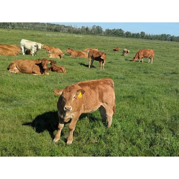 Garth Szaklay - 580# Oct/Nov Delivery Steer Calves - 60 Head (Delburne, AB)