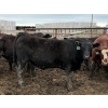 Image 2 : Birch Island Land & Cattle - 1050# June/July Delivery Steers - 114 Head (Rhein, SK)