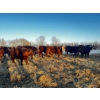 Image 5 : Chris Bartel - 1025# April Delivery Steers - 60 Head (Fort Vermilion, AB)