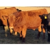 Image 3 : Pembina Ranching - 1040# November Grass Steers - 87 Head (Drayton Valley, AB)