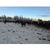 Image 8 : Cody Jackson - 965# January Delivery Steers - 105 Head (Sundre, AB)