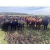 Image 3 : K6 Farms - 1000# Sept/Oct Delivery Grass Steers - 210 Head (Buck Lake, AB)