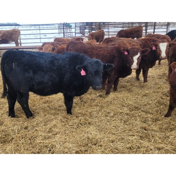 Rusty Myskiw - 650# February Delivery Heifers - 50 Head (Marquette, MB)