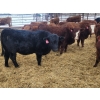 Image 1 : Rusty Myskiw - 650# February Delivery Heifers - 50 Head (Marquette, MB)