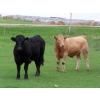 Image 7 : Ranahan Ranch - 950# June Delivery Steers - 65 Head (Whitewood, SK)
