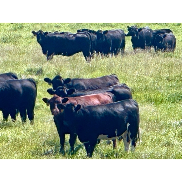 Saddle Ridge Ranching - 970# Sept/Oct Delivery Grass Heifers - 63 Head (Strathmore, AB)