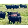Image 1 : Saddle Ridge Ranching - 970# Sept/Oct Delivery Grass Heifers - 63 Head (Strathmore, AB)