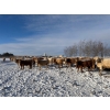 Image 4 : Box Anchor Farms - 930# March Delivery Weaned Heifers - 190 Head (Dewberry, AB)