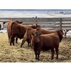 Image 6 : Hillcrest Farming Co. - 780# May Delivery Steers - 78 Head (Dundurn, SK)