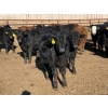 Image 3 : Lazy B Farm & Ranch - 690# March Delivery Steers - 45 Head (Linden, AB)