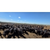 Image 5 : Cattlewood Farms Ltd. - 935# June/July Delivery Heifers - 133 Head (Fincastle, AB)