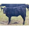 Image 5 : Hobman Livestock - 540# October Heifer Calves - 108 Head (Nokomis, SK)