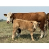 Image 4 : Dick Lawrence - 660# November Delivery Steer Calves - 95 Head (Pine Lake, AB)