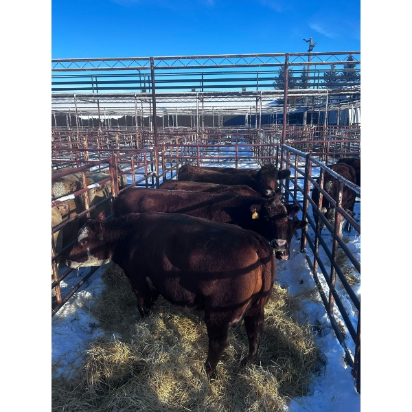 Crooked Creek Ranch - 5 Middle-Aged Cows (Pen 421)