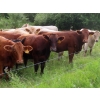 Image 8 : Taylor Enterprises Inc. - 900# September Delivery Grass Heifers - 134 Head (Wawota, SK)