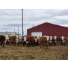 Image 1 : Anchor C Livestock - 725# April/May Delivery Heifers - 85 Head (Stirling, AB)
