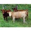 Image 16 : Taylor Enterprises Inc. - 900# September Delivery Grass Heifers - 134 Head (Wawota, SK)