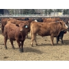 Image 4 : Midpoint Farms - 1000# May Delivery Steers - 62 Head (Drayton Valley, AB)