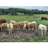 Image 2 : Pat Muehlen/Dave Johnson/L+ Ranch - 565# October Delivery Steer Calves - 105 Head (Vanderhoof, BC)