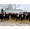 Image 2 : The Y Cattle Co. Ltd. - 650# March Delivery Heifers - 61 Head (Crossfield, AB)
