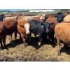 Image 8 : Lenny Brubacher - 1165# July Delivery Steers - 104 Head (Winnipegosis, MB)