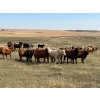 Image 5 : Crisp Ranches - 900# October Delivery Grass Heifers - 136 Head (Monitor, AB)