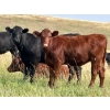 Image 7 : Kings Corner Farms - 870# Oct/Nov Grass Heifers - 70 Head (Corning, SK)