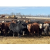 Image 3 : Gregg Dickson - 893# March Delivery Steers - 69 Head (Leslieville, AB)