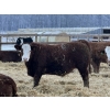Image 4 : Jason & Kevin Szymanek - 950# December Delivery Weaned Steers - 130 Head (Stauffer, AB)