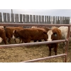 Image 12 : Kelndorfer Farms - 34 2nd & 3rd Calf Red/RBF/RWF Bred Cows (Killam, AB)