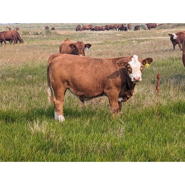 WKS Farms Ltd. - 735# October Delivery Steer Calves -  85 Head (Halkirk, AB) VBP+