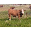 Image 1 : WKS Farms Ltd. - 735# October Delivery Steer Calves -  85 Head (Halkirk, AB) VBP+