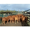 Image 5 : Bob & Donna, Nikita Leavitt - 600# October Delivery Steer Calves - 55 Head (Kamloops, BC) VBP+