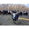 Image 12 : Bircham Ranch - 920# March Delivery Steers - 200 Head (Piapot, SK)