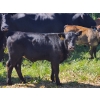 Image 8 : Wunder Farms - 550# October Delivery Steer Calves - 50 Head (Foam Lake, SK)