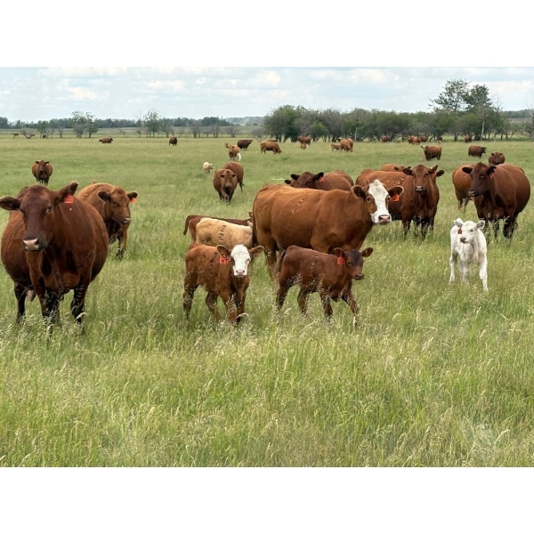 Hines Ranching Co. Ltd. - 525# November Delivery Steer Calves - 100 Head (Marwayne, AB)