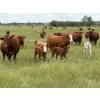 Hines Ranching Co. Ltd. - 525# November Delivery Steer Calves - 100 Head (Marwayne, AB)