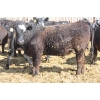 Image 5 : A&S Farms - 30 BBF Replacement Heifers (Coaldale, AB)