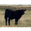 Image 3 : Hiebert Ranches - 580# October Steer Calves - 90 Head (Gem, AB)