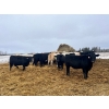 Image 3 : Randy Kehler - 25 Black/Black X Spring Calving Bred Heifers (Eriksdale, MB)