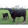 Image 4 : Knapp Farms - 500# November Delivery Heifer Calves - 100 Head (Southey, SK)