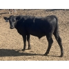 Image 11 : DL Feedlot - 680# June/July Delivery Steers - 200 Head (Fort Macleod, AB)