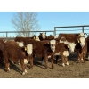 Image 3 : South Ridge Simmentals - 580# Jan/Feb Delivery Heifers - 105 Head (Monarch, AB)
