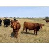 Image 3 : Riverbend Ranch - 950# September Delivery Grass Steers - 130 Head (Brooks, AB)