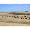 Image 9 : Farming Valley Ranch (Ben Tateson) - 540# November Delivery Heifer Calves - 100 Head (Cereal, AB)