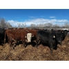 Image 18 : Chris Bartel - 1025# May Delivery Steers - 60 Head (Fort Vermilion, AB)